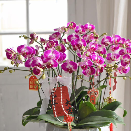 《幸福飞来》天堂鸟蝴蝶兰盆栽048 商品图1