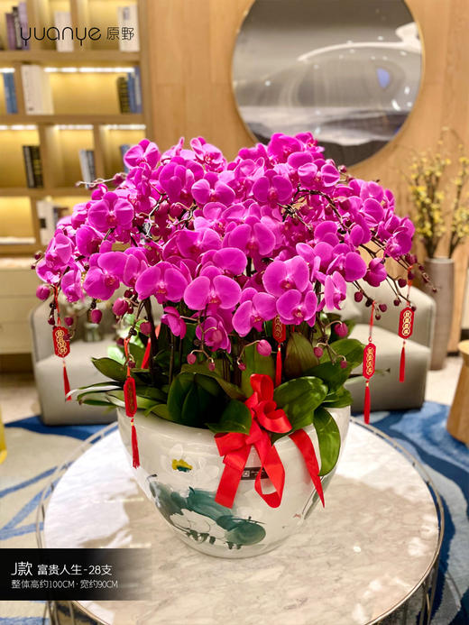 28支【富贵人生】蝴蝶兰 商品图0