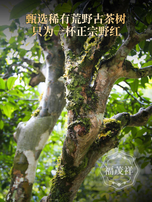 【蜜桃红茶】自带水蜜桃香的红茶 一年四季都能喝的小甜水 2023年春茶云南临沧荒野古树晒红茶 罐装400g 商品图1