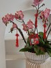 [ 等春照面 ] 蝴蝶兰盆栽 商品缩略图1