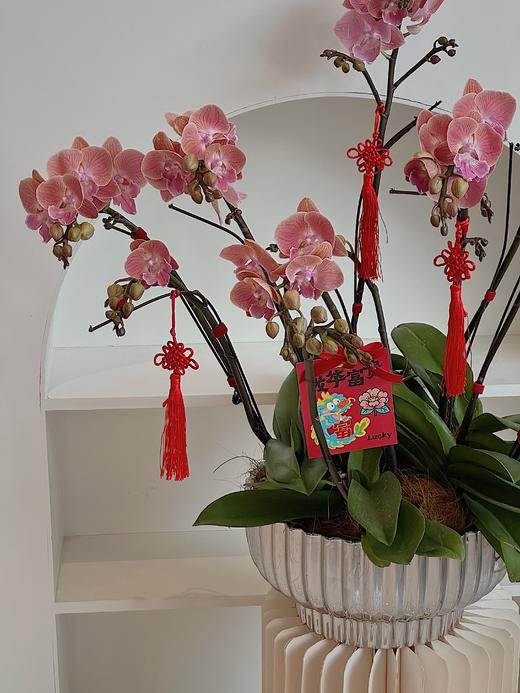 [ 等春照面 ] 蝴蝶兰盆栽 商品图1