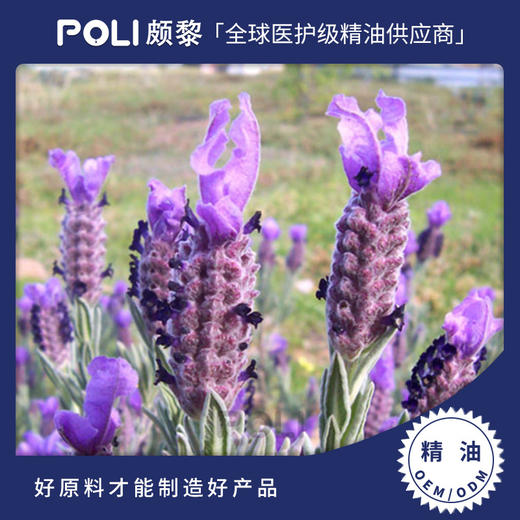 西班牙有机进口头状薰衣草精油单方精油原料 POLI颇黎护肤精油香 商品图0