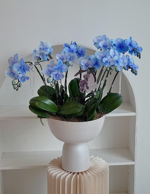 [ 喜上眉梢 ] 蝴蝶兰盆栽 商品图1