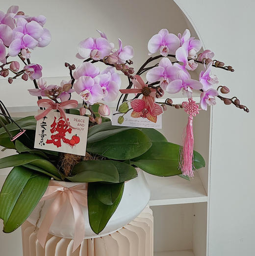 [ 福满桃桃 ] 蝴蝶兰盆栽 商品图3