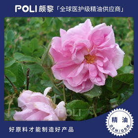 中国大马士革玫瑰精油原料 玫瑰精油原液 颇黎大马士革玫瑰精油批发
