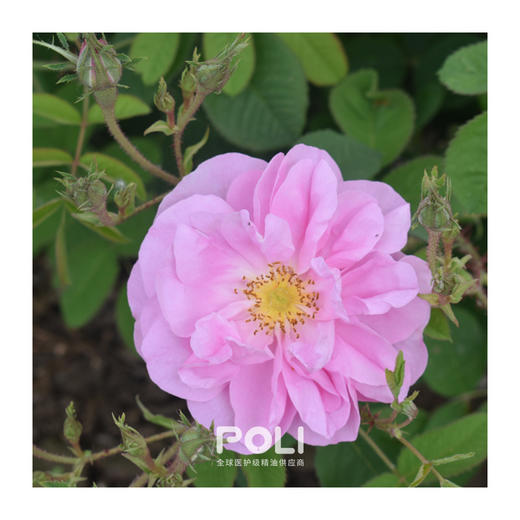 中国大马士革玫瑰精油原料 玫瑰精油原液 颇黎大马士革玫瑰精油批发 商品图1