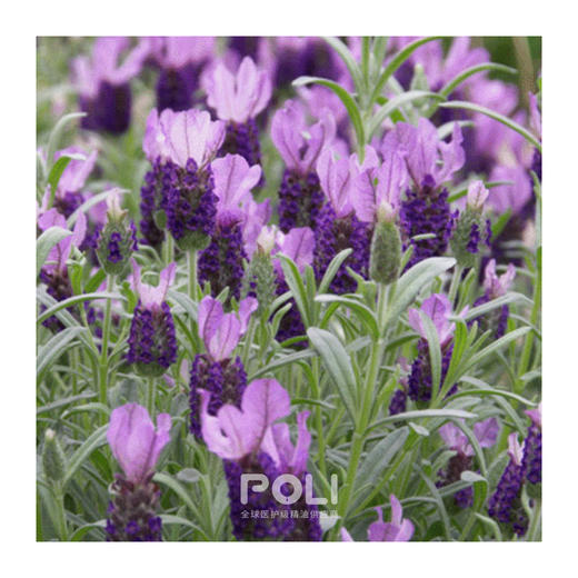 西班牙有机进口头状薰衣草精油单方精油原料 POLI颇黎护肤精油香 商品图1