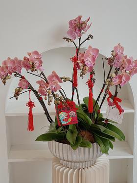 [ 等春照面 ] 蝴蝶兰盆栽