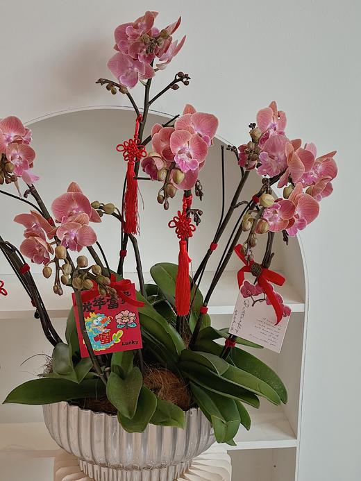 [ 等春照面 ] 蝴蝶兰盆栽 商品图2