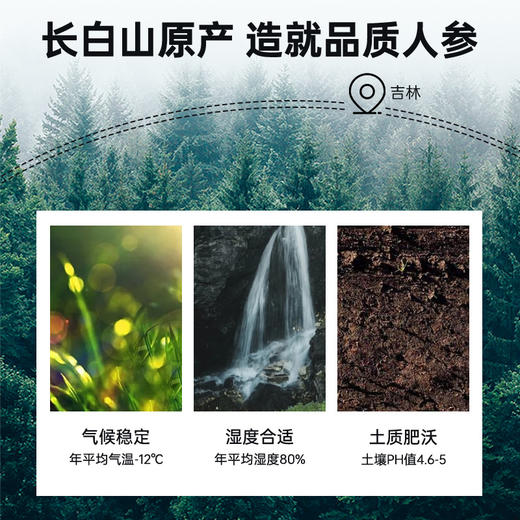 雷允上长白山原产西洋参片100g/罐（ 2-3cm） 商品图5