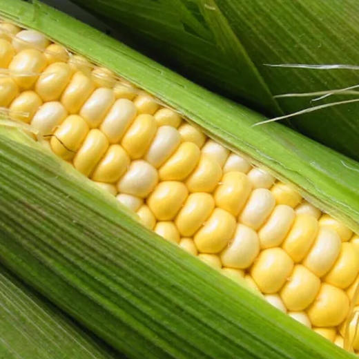 暖心驿站蔬菜礼盒 职工福利 年货礼盒 大礼包 A款 约5.5kg 商品图4