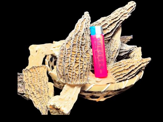 怒江羊肚菌60g 商品图1