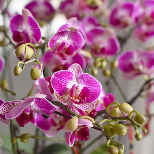 《幸福飞来》天堂鸟蝴蝶兰盆栽048 商品图2