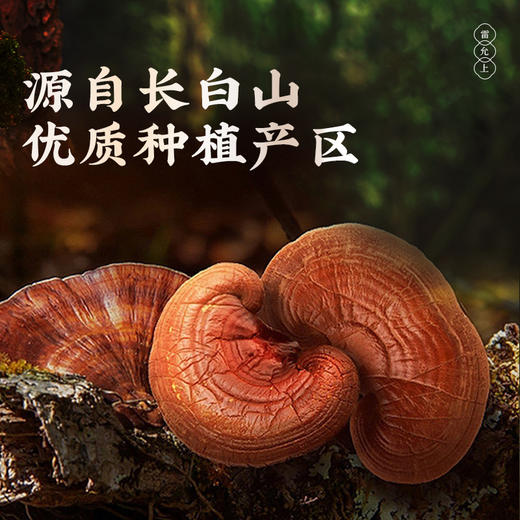 雷允上破壁灵芝孢子粉60g(1g*60袋) /盒 商品图3