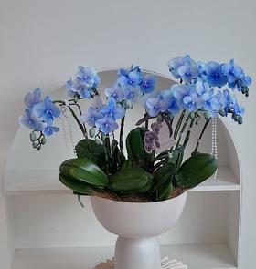 [ 喜上眉梢 ] 蝴蝶兰盆栽
