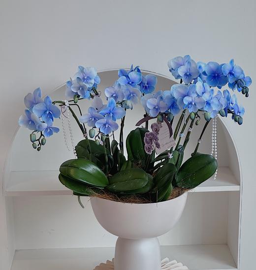 [ 喜上眉梢 ] 蝴蝶兰盆栽 商品图0