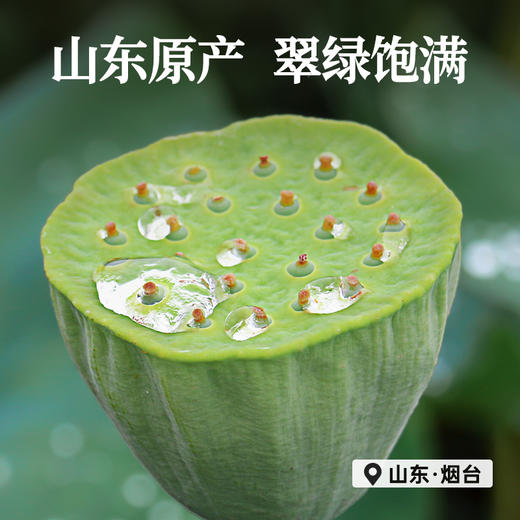 雷允上直营 |  莲子心100g/罐 精选头茬莲子芯当季采摘颗颗分明 商品图2