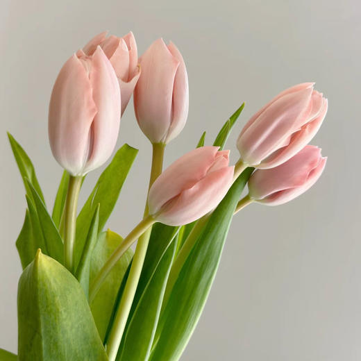 郁金香丨进口水蜜桃丨10支 商品图1