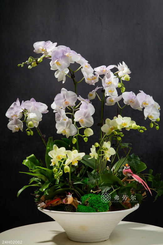 24H02062 商品图0