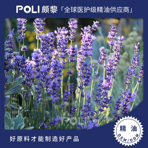 法国进口有机超级醒目薰衣草精油原料有机精油颇黎进口单方精油 商品图0