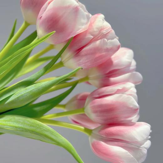 郁金香丨红磨坊丨10支 商品图3