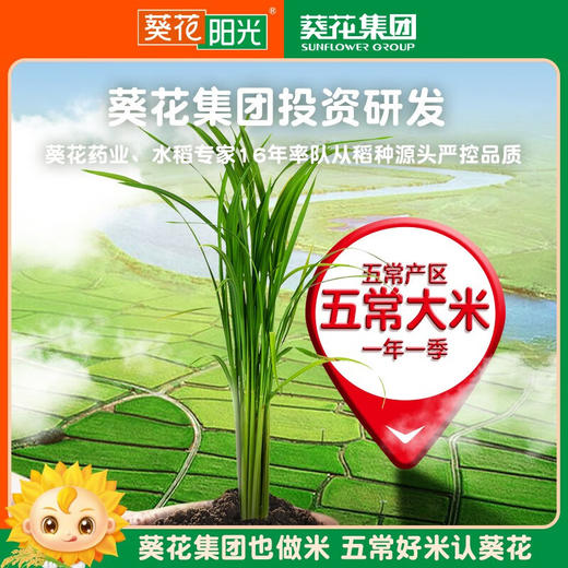 葵花阳光  精稻系列100五常大米5kg东北大米团购 精稻五常大米5kg（新包装） 商品图3