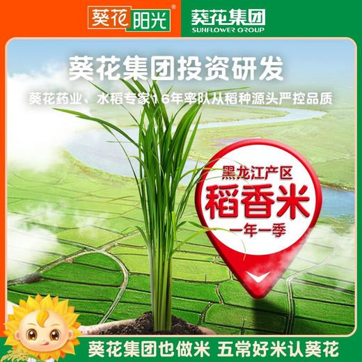 葵花阳光 精香系列100稻香米黑龙江大米5kg真空团购 精香五常稻香米5kg（新包装） 商品图3
