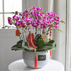 《幸福飞来》天堂鸟蝴蝶兰盆栽048 商品缩略图3