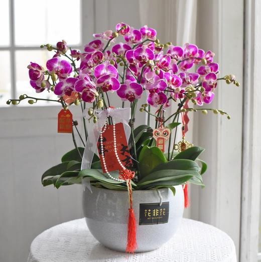 《幸福飞来》天堂鸟蝴蝶兰盆栽048 商品图3