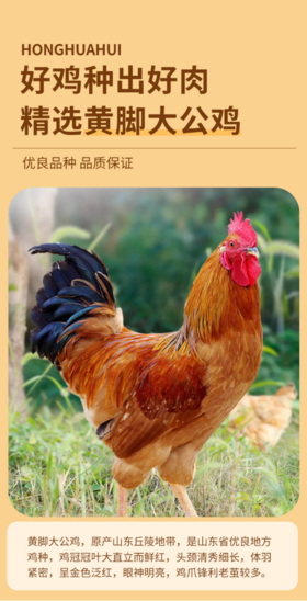 💞【泓花会散养谷饲笨公鸡】慢养300天不催生；🥘公鸡肉质最佳天龄，肉嫩不柴，🌈鲜香无比，谷饲喂养；五谷散养，