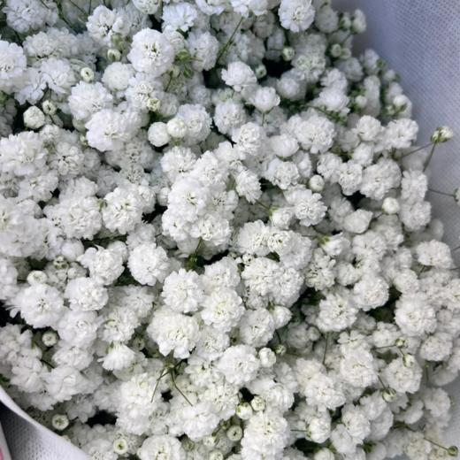 满天星 白色 1kg/扎 颜色深浅略有差异 以实物为准 云南基地发货（价格已包含包装费用） 运费以实际为准，多退少补。 商品图0