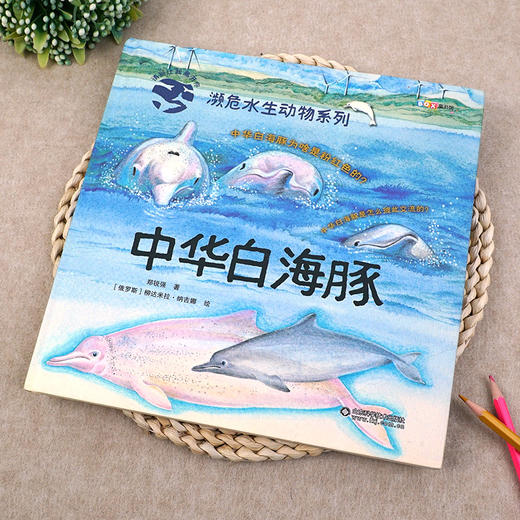 中华白海豚 商品图1