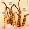 雷允上西藏AAAA级冬虫夏草15g/盒（-20） 商品缩略图3