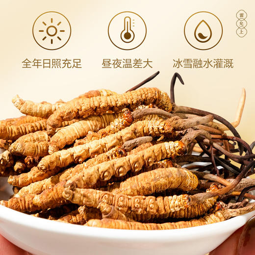 雷允上西藏甲级冬虫夏草50g/盒（-40） 商品图5