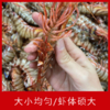 【海鲜】鲜活九节虾 250g/份 商品缩略图1