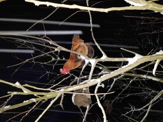 有机老公鸡｜2年龄｜衢州龙游山散养｜现杀｜基地顺丰直发 商品图5