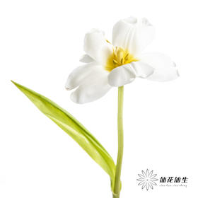 国产郁金香 | 维珍