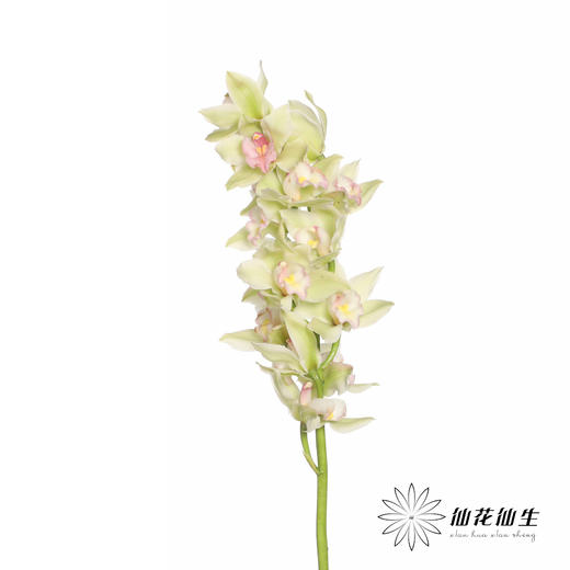 兰花 | 大花蕙兰碧波仙子【轻微瑕疵 折痕 不售后，介意者慎拍】 商品图1