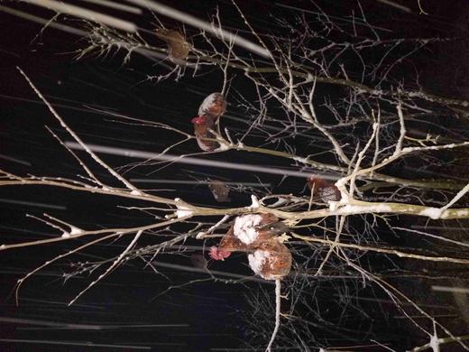 有机老公鸡｜2年龄｜衢州龙游山散养｜现杀｜基地顺丰直发 商品图7