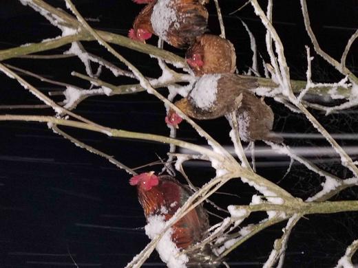 有机老公鸡｜2年龄｜衢州龙游山散养｜现杀｜基地顺丰直发 商品图2