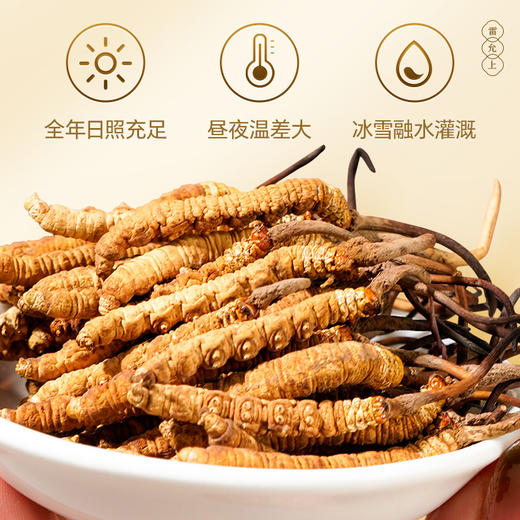 雷允上西藏AAAA级冬虫夏草15g/盒（-20） 商品图1