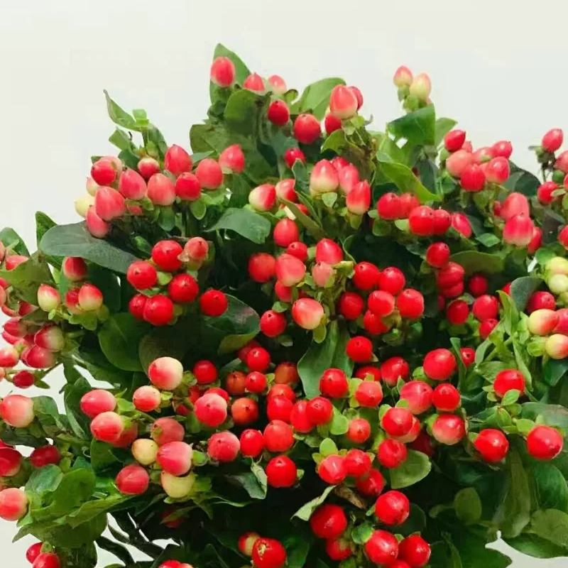 红豆 若干支/扎 颜色深浅略有差异 以实物为准 云南基地发货 （价格已包含包装费用） 运费以实际为准，多退少补。