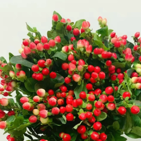 红豆 若干支/扎 颜色深浅略有差异 以实物为准 云南基地发货 （价格已包含包装费用） 运费以实际为准，多退少补。