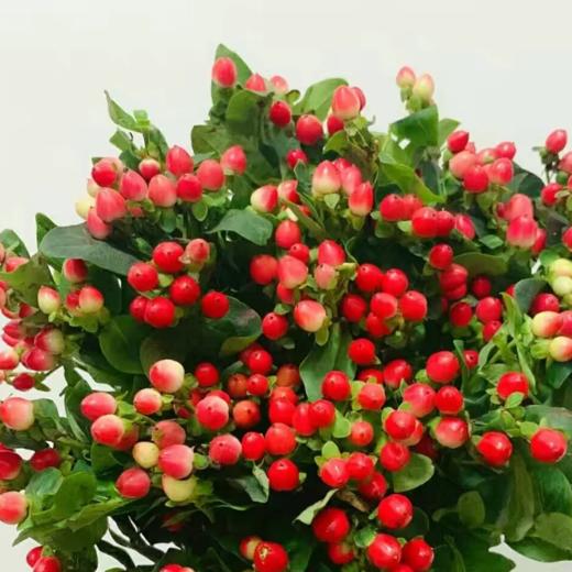 红豆 若干支/扎 颜色深浅略有差异 以实物为准 云南基地发货 （价格已包含包装费用） 运费以实际为准，多退少补。 商品图0