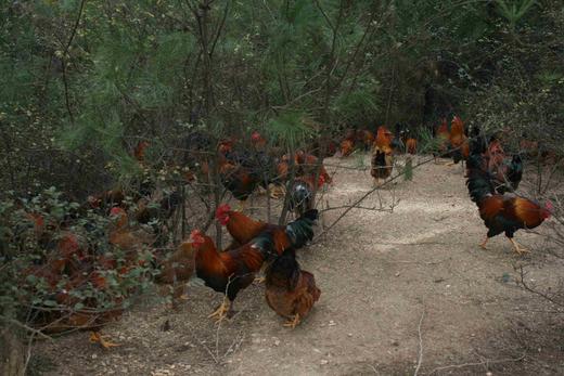 有机老公鸡｜2年龄｜衢州龙游山散养｜现杀｜基地顺丰直发 商品图10