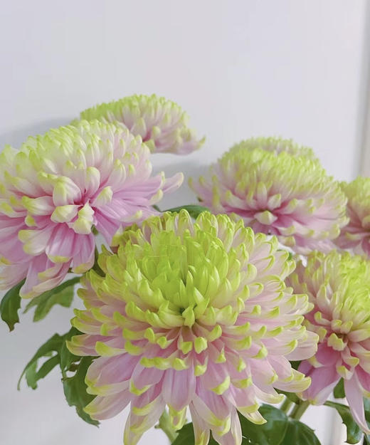 安娜菊-粉绿 10支/扎 商品图1