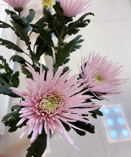 烟花菊~卡普瑞（奥利粉) 约10枝 商品图5