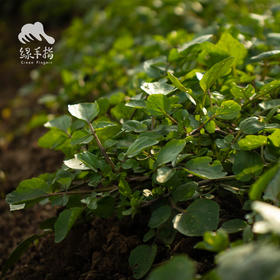 生态西洋菜 | 绿家自产*ecological watercress | Self-production