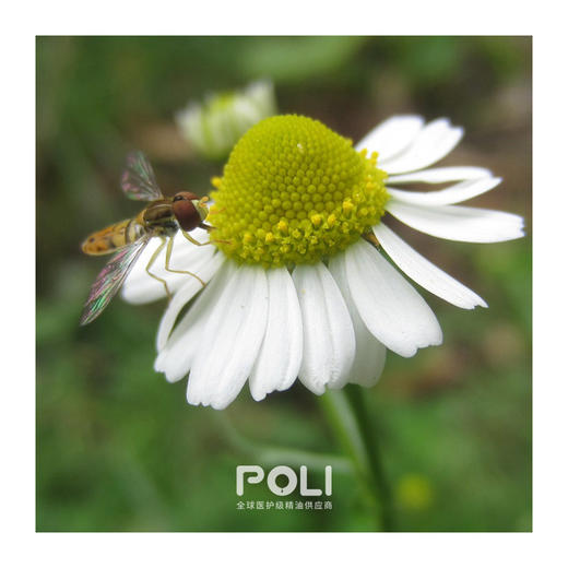 英国进口德国洋甘菊精油 天然香薰单方精油原料 按摩护肤精油批发 商品图1