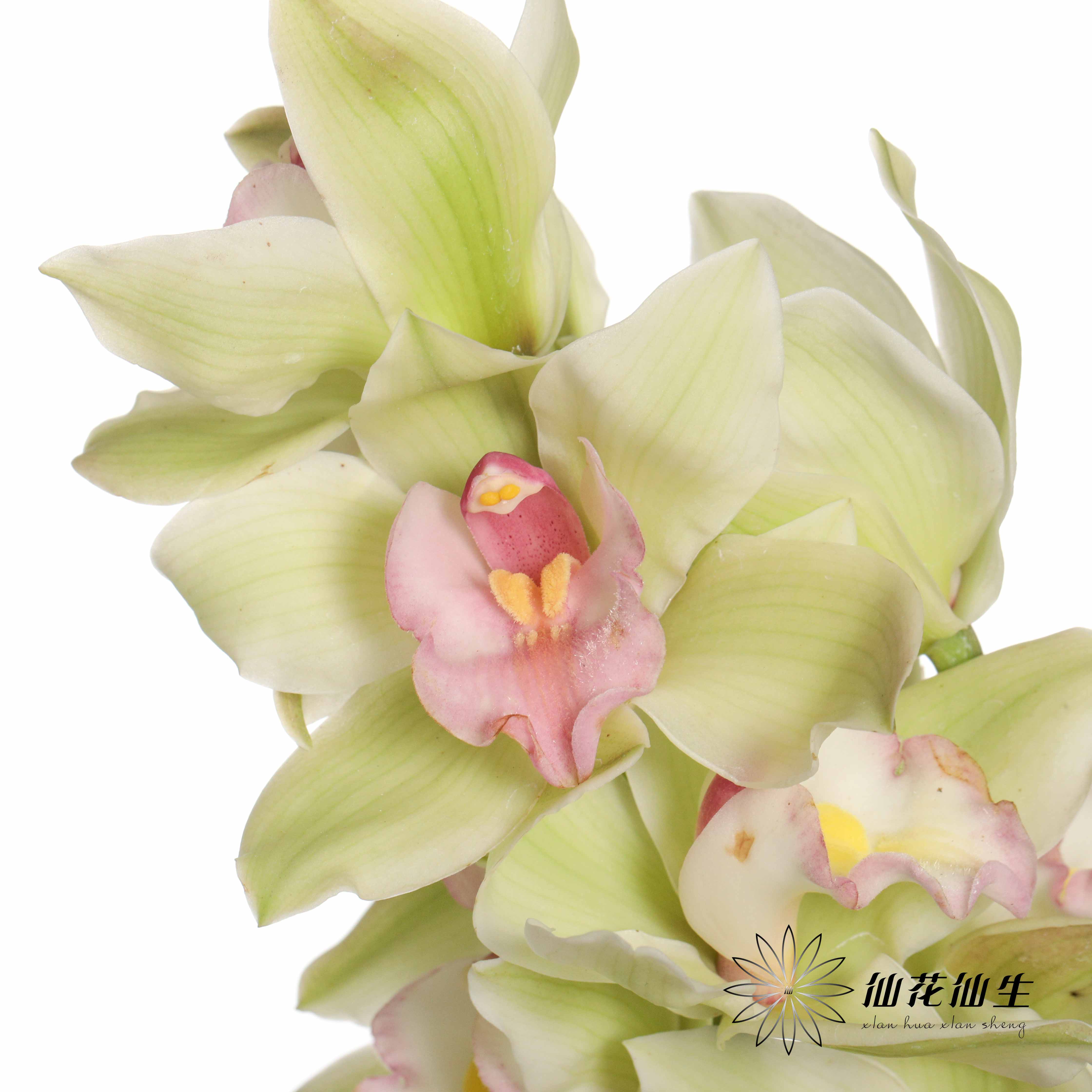 兰花 | 大花蕙兰碧波仙子【轻微瑕疵 折痕 不售后，介意者慎拍】